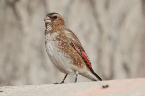 红翅沙雀