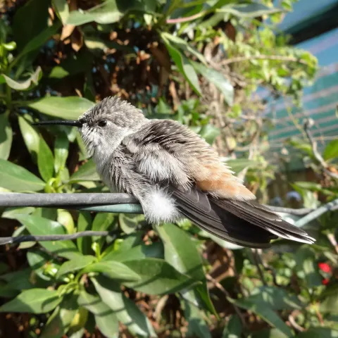 绿洲蜂鸟