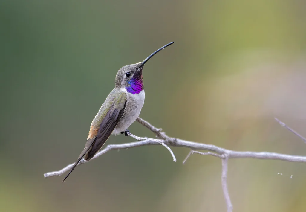 绿洲蜂鸟(Rhodopis vesper)