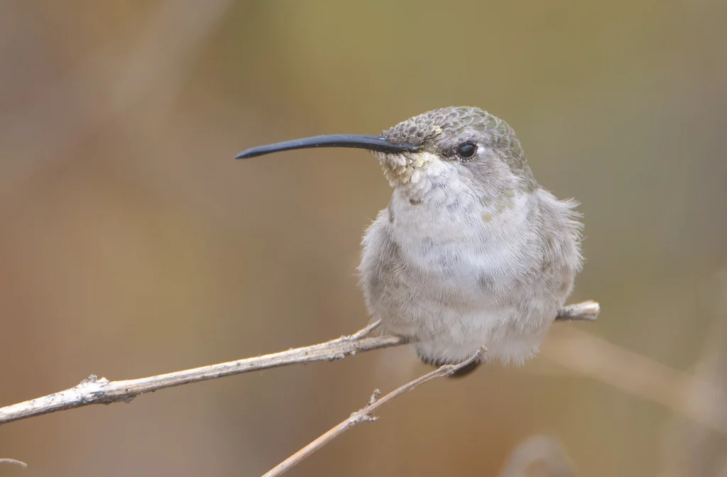 绿洲蜂鸟(Rhodopis vesper)