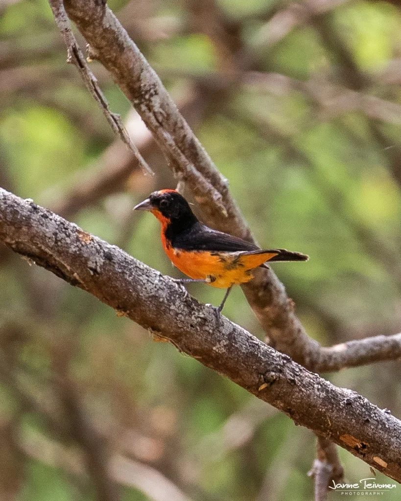 红胸雀(Rhodospingus cruentus)
