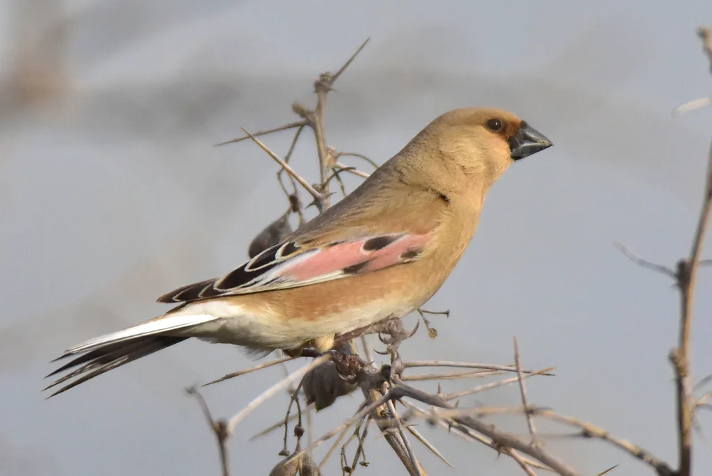 巨嘴沙雀(Rhodospiza obsoleta)