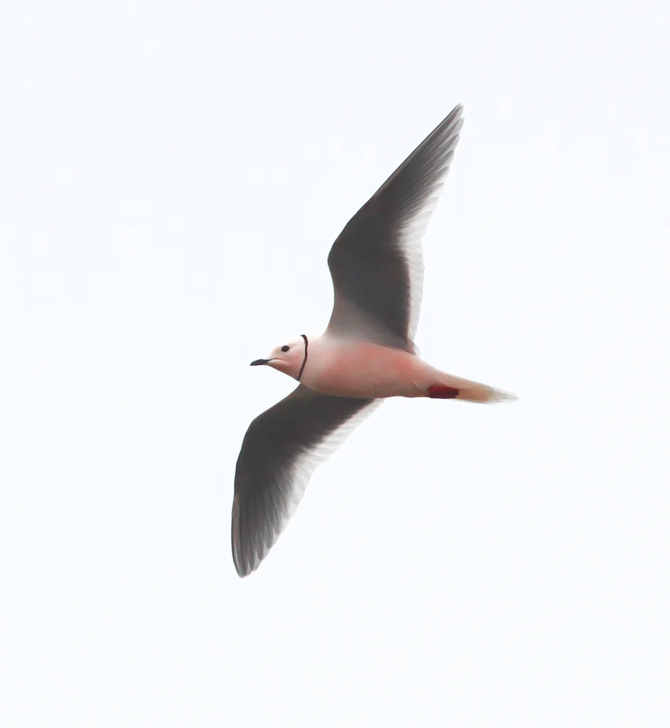楔尾鸥(Rhodostethia rosea)