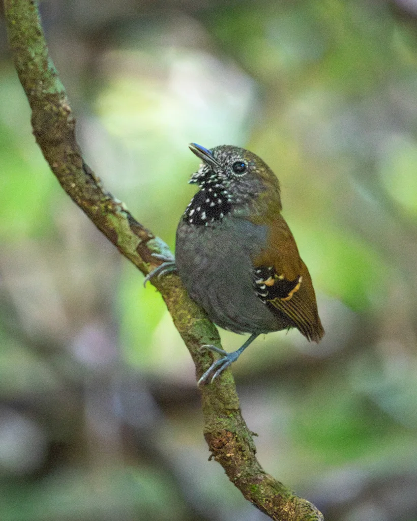 星喉蚁鹩(Rhopias gularis)