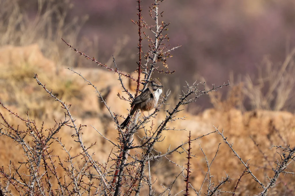 山鹛（Rhopophilus pekinensis）