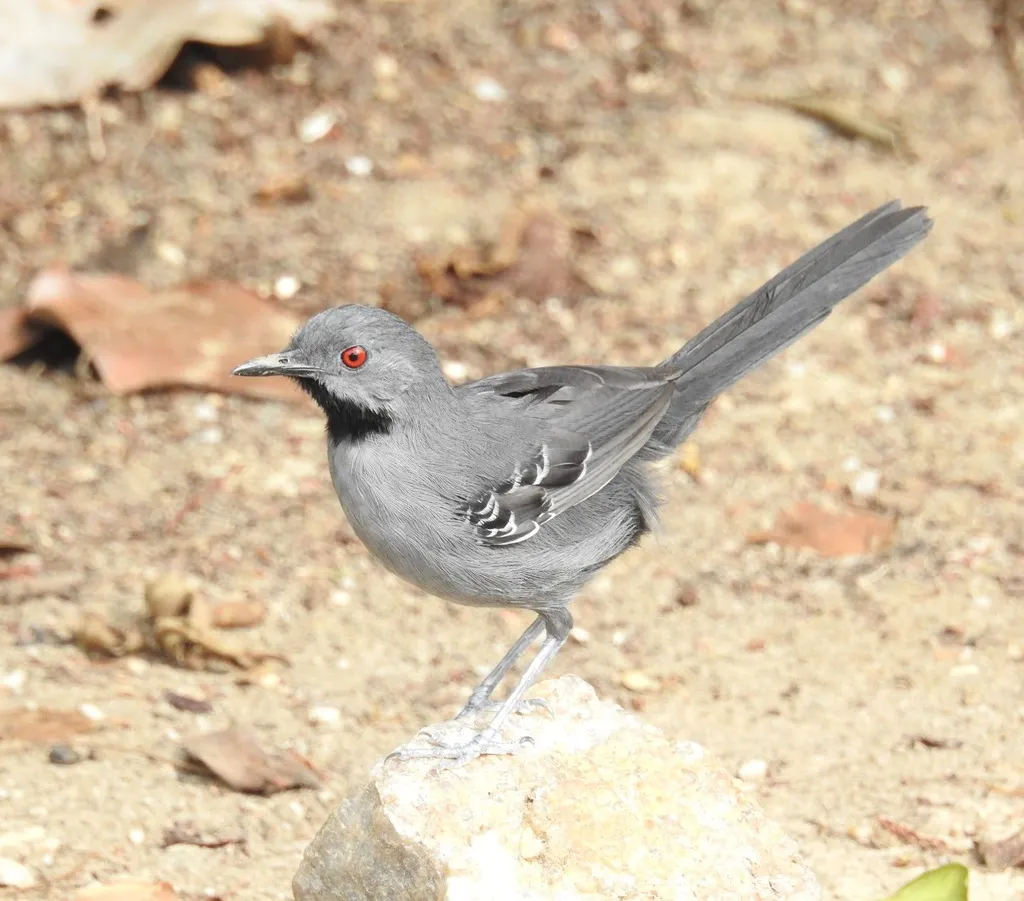 纤蚁鸟（Rhopornis ardesiacus）