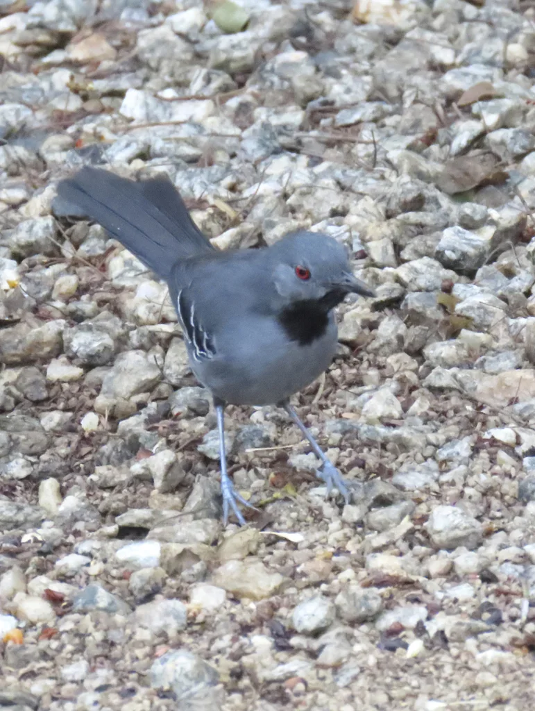 纤蚁鸟（Rhopornis ardesiacus）
