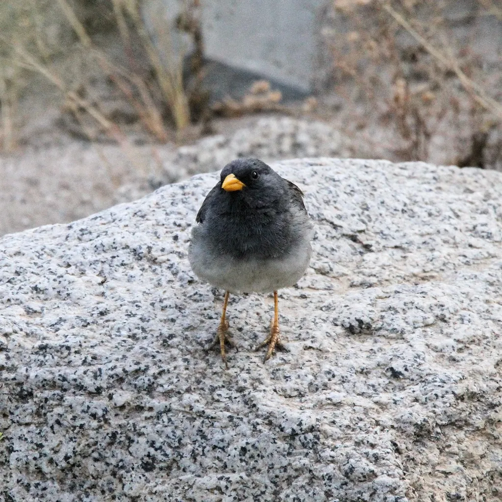 斑尾岭雀鹀（Rhopospina alaudina）