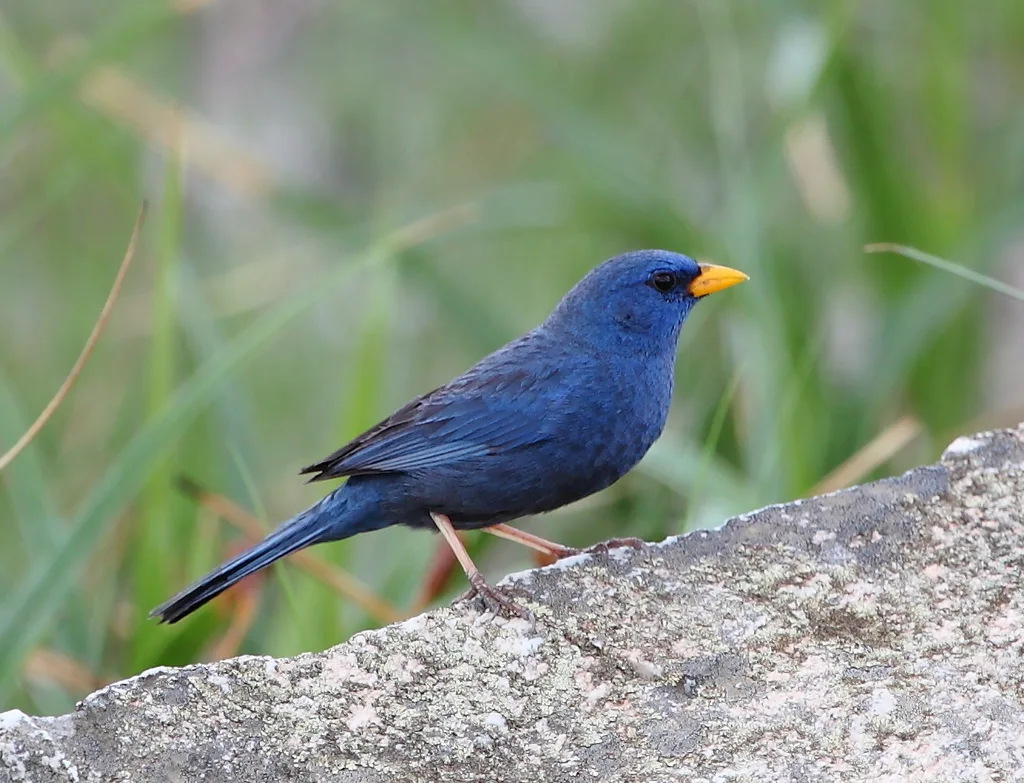 蓝雀鹀(Rhopospina caerulescens)