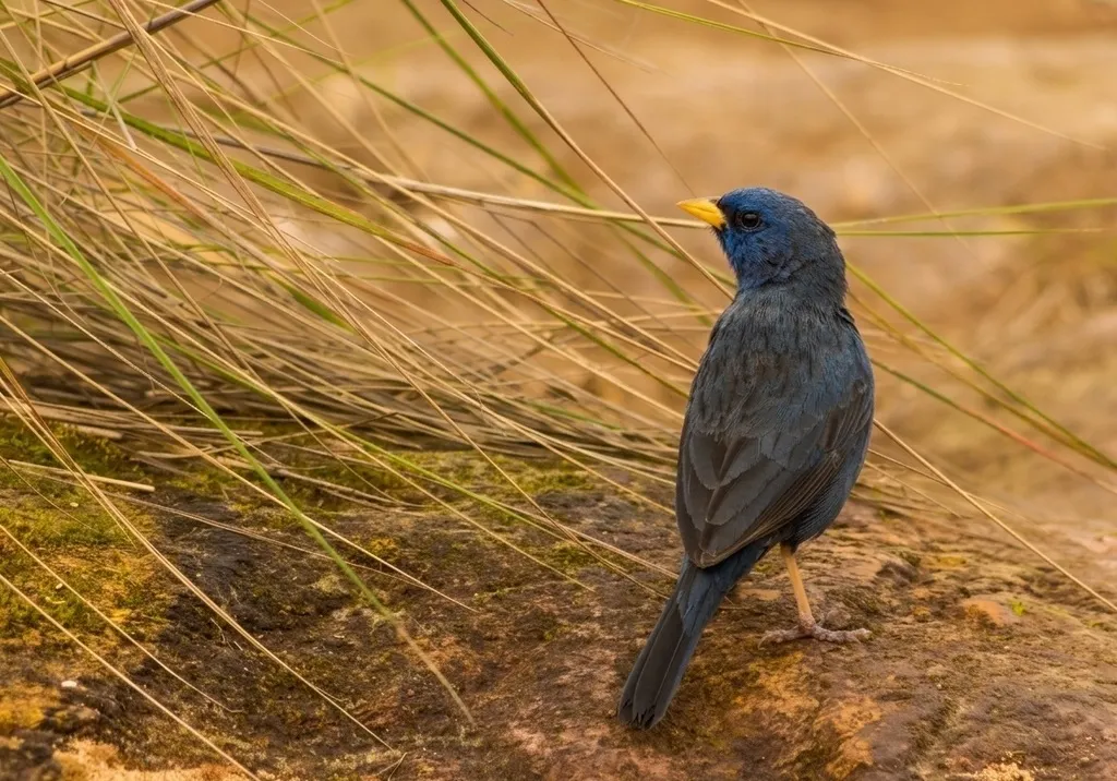 蓝雀鹀(Rhopospina caerulescens)
