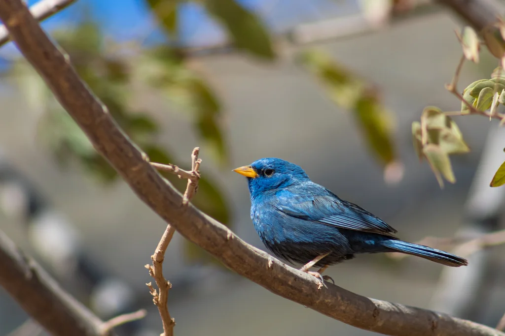 蓝雀鹀(Rhopospina caerulescens)