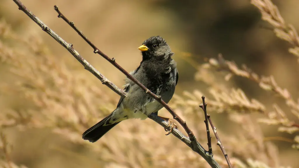 黑岭雀鹀(Rhopospina fruticeti)