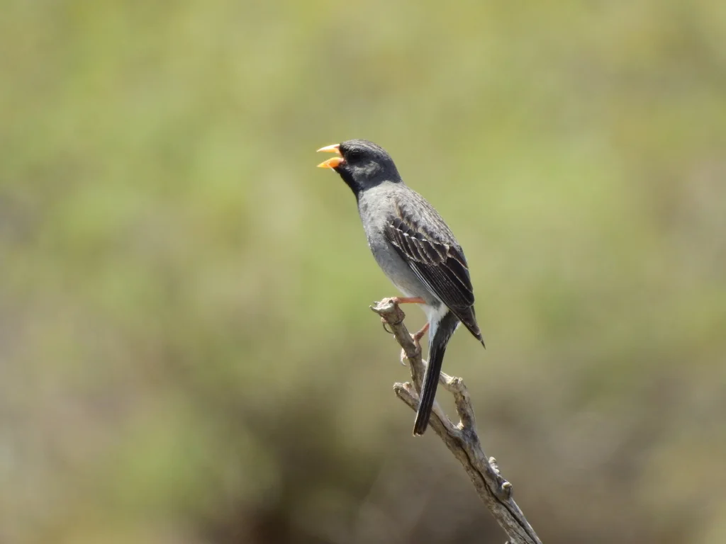 黑岭雀鹀(Rhopospina fruticeti)