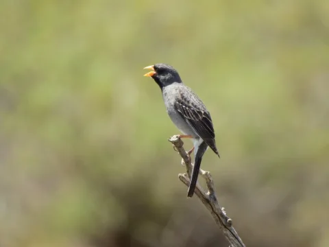 黑岭雀鹀