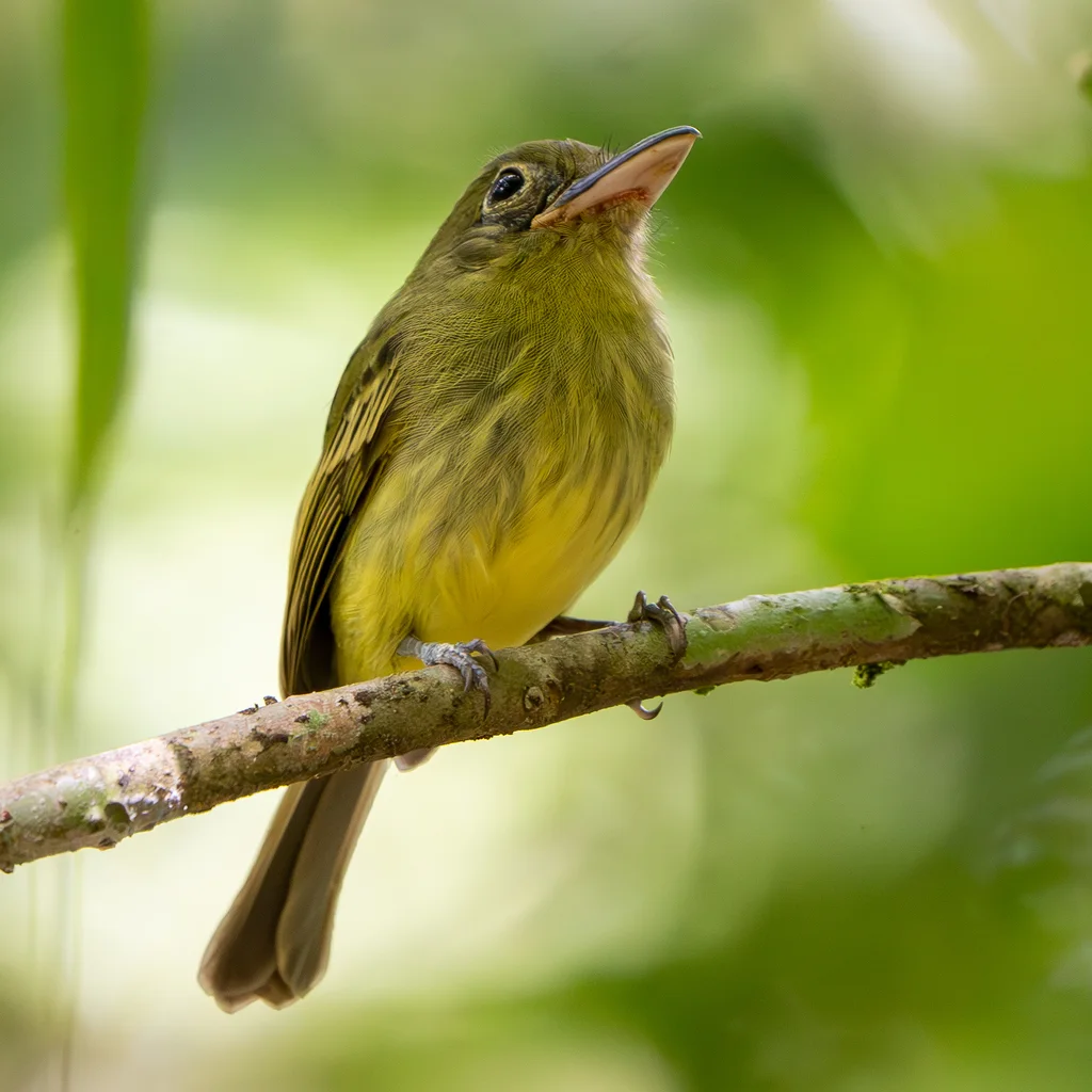 西绿扁嘴霸鹟（Rhynchocyclus aequinoctialis）