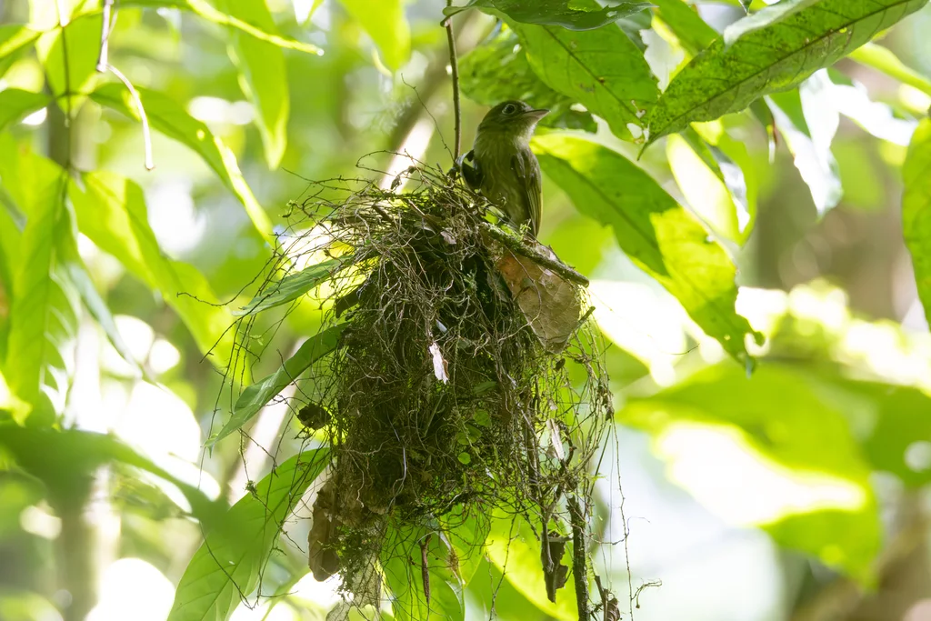 眼环扁嘴霸鹟(Rhynchocyclus brevirostris)