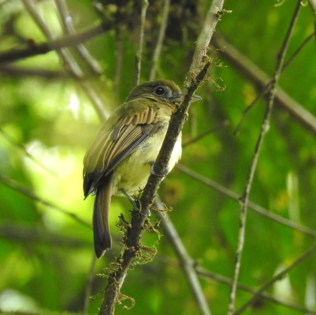 锈胸扁嘴霸鹟(Rhynchocyclus fulvipectus)