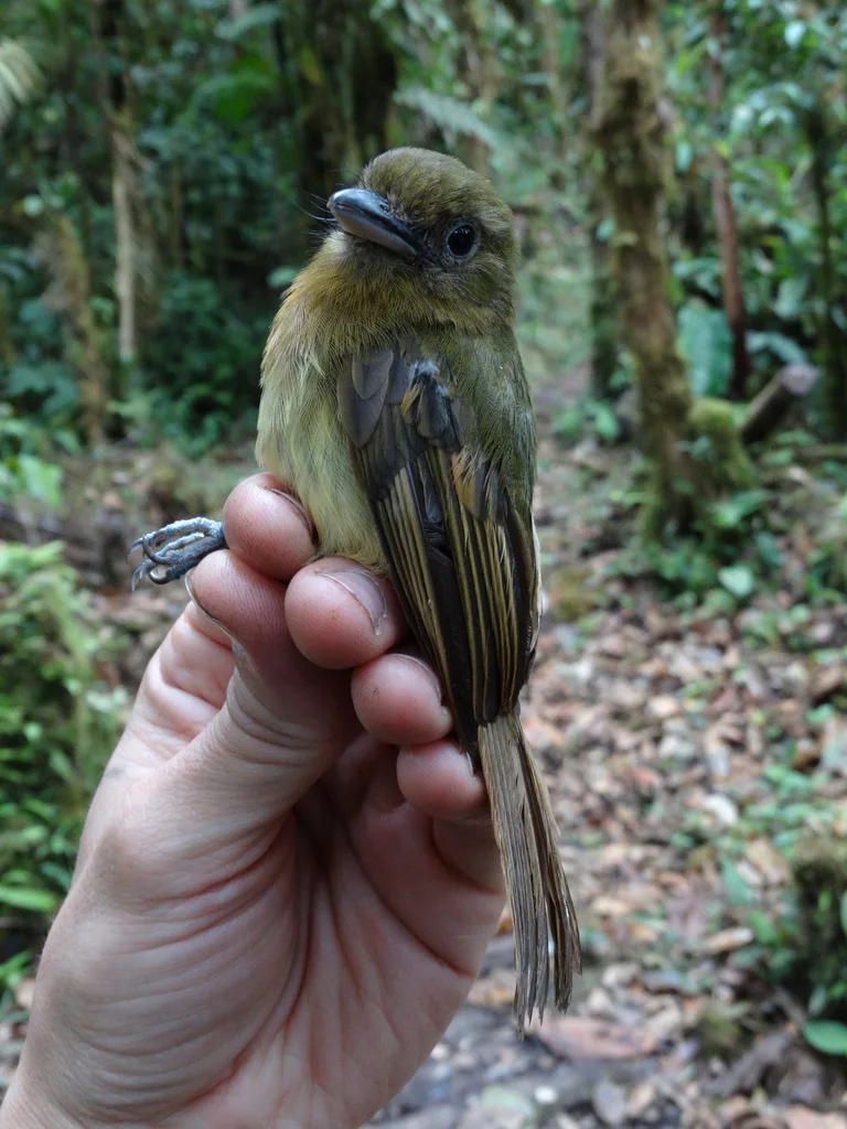 锈胸扁嘴霸鹟(Rhynchocyclus fulvipectus)