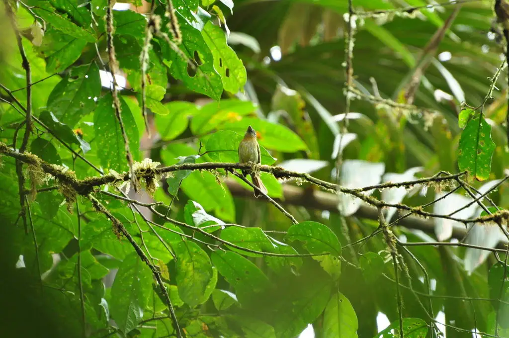 锈胸扁嘴霸鹟(Rhynchocyclus fulvipectus)