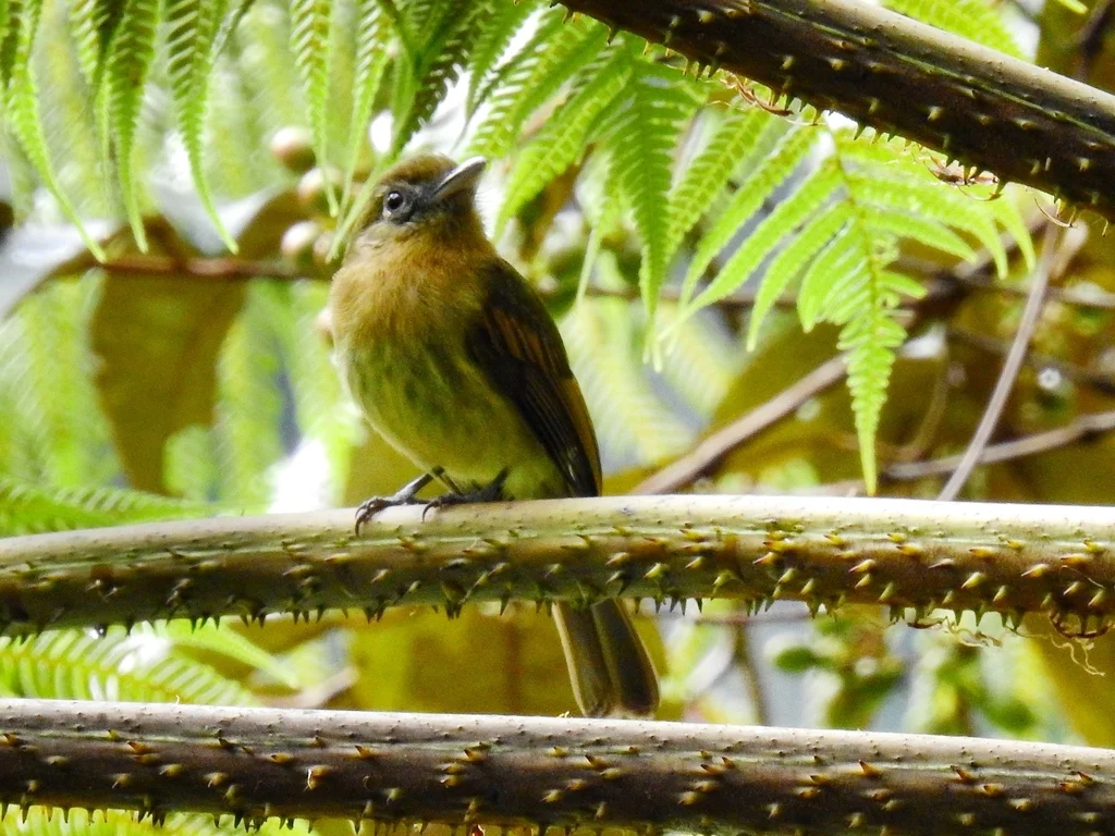 锈胸扁嘴霸鹟(Rhynchocyclus fulvipectus)