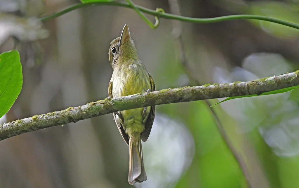 绿扁嘴霸鹟(Rhynchocyclus olivaceus)