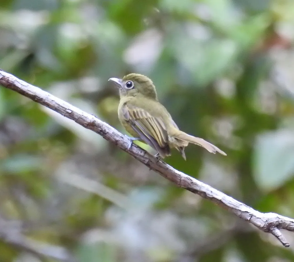 绿扁嘴霸鹟(Rhynchocyclus olivaceus)
