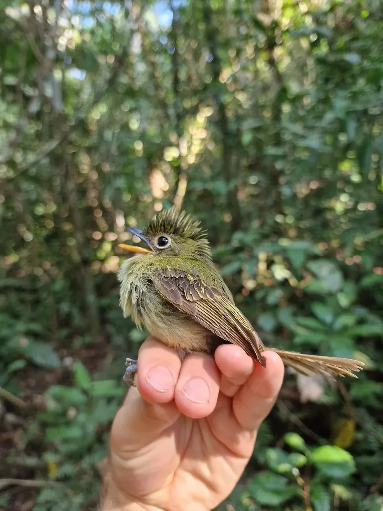 绿扁嘴霸鹟(Rhynchocyclus olivaceus)