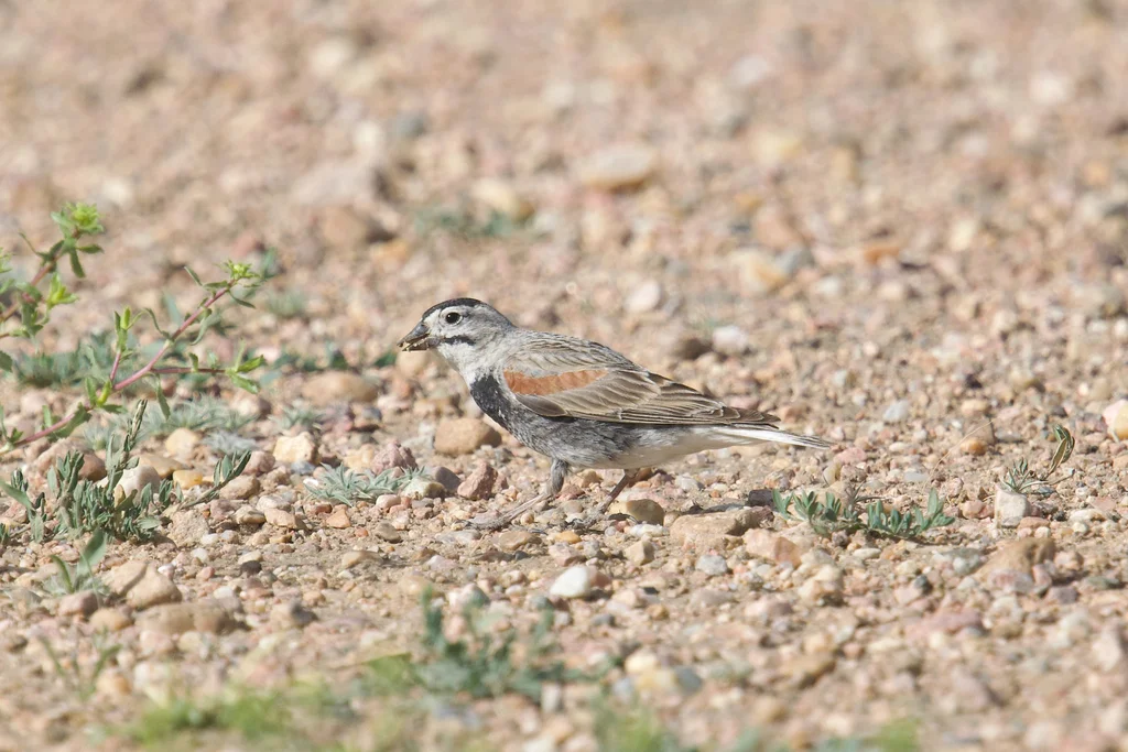 麦氏铁爪鹀(Rhynchophanes mccownii)