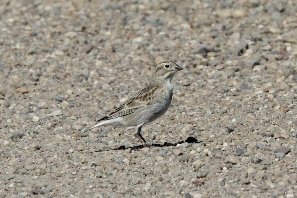 麦氏铁爪鹀(Rhynchophanes mccownii)