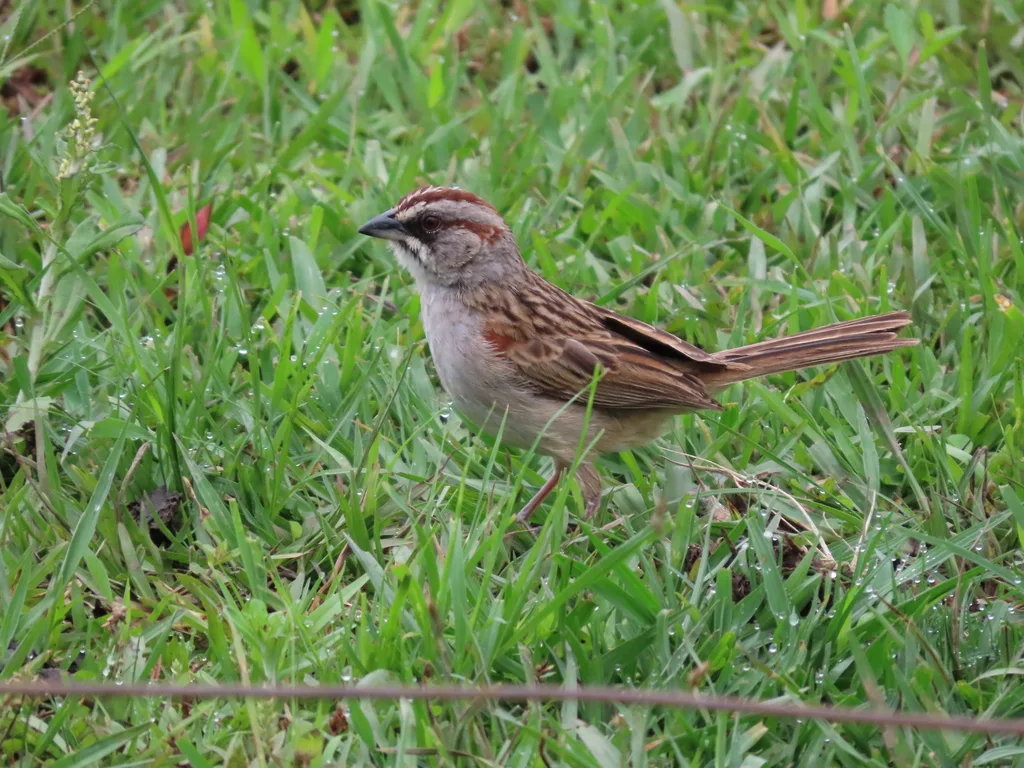 央葛斯猛雀鹀(Rhynchospiza dabbenei)