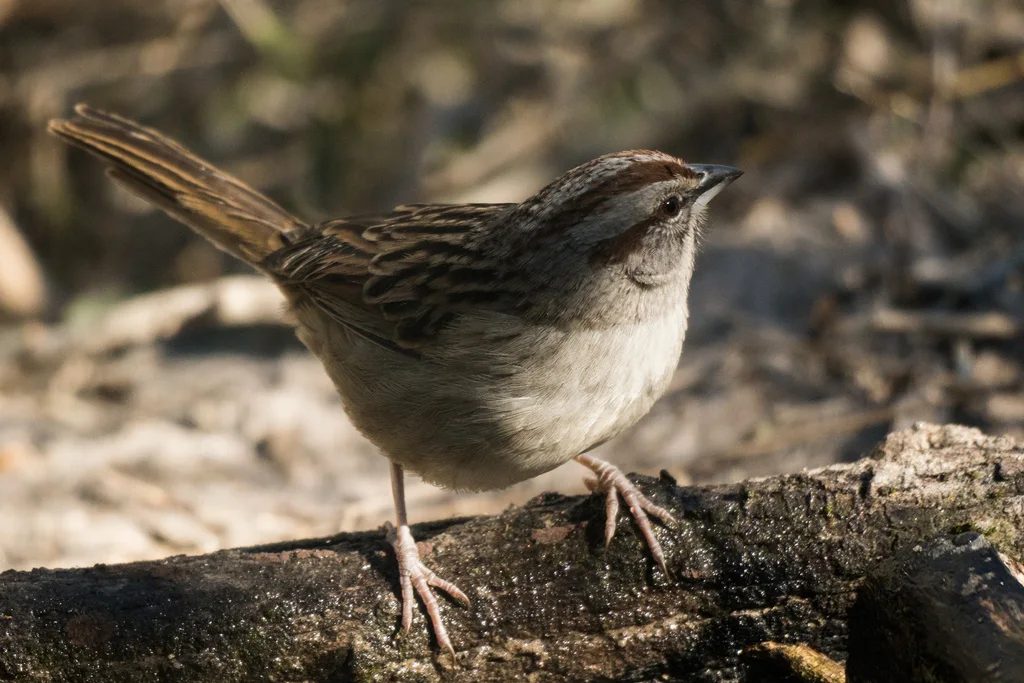 纹顶猛雀鹀(Rhynchospiza strigiceps)