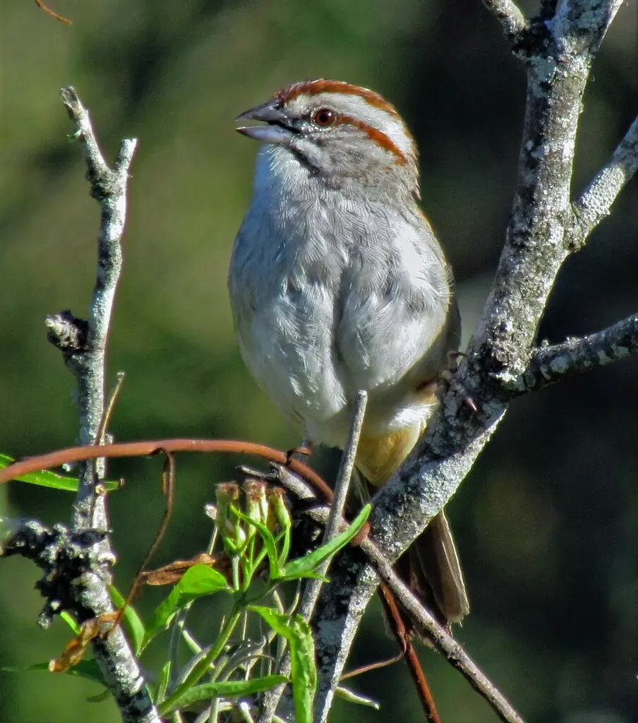 纹顶猛雀鹀(Rhynchospiza strigiceps)