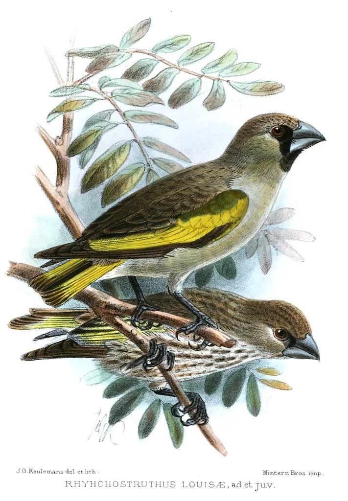 索马里锡嘴雀(Rhynchostruthus louisae)