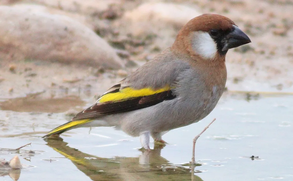 阿拉伯锡嘴雀（Rhynchostruthus percivali）