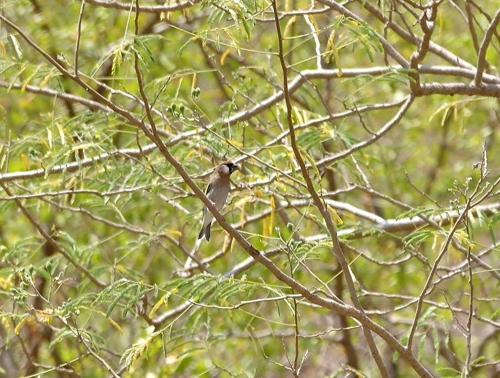 阿拉伯锡嘴雀（Rhynchostruthus percivali）