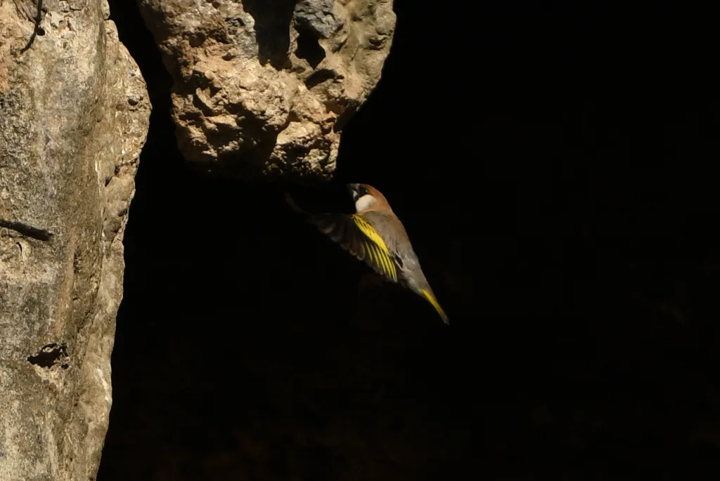 阿拉伯锡嘴雀（Rhynchostruthus percivali）