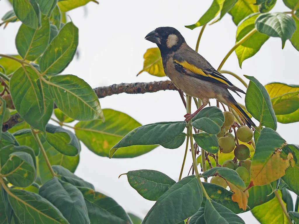 金翅锡嘴雀(Rhynchostruthus socotranus)
