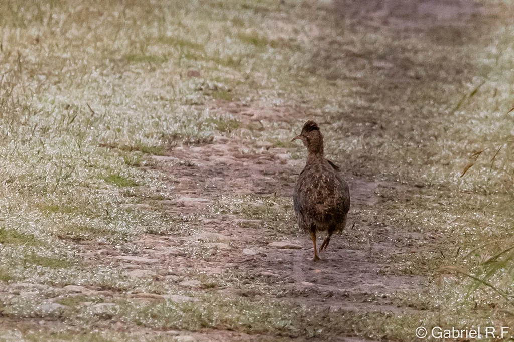 哨音红翅䳍(Rhynchotus maculicollis)