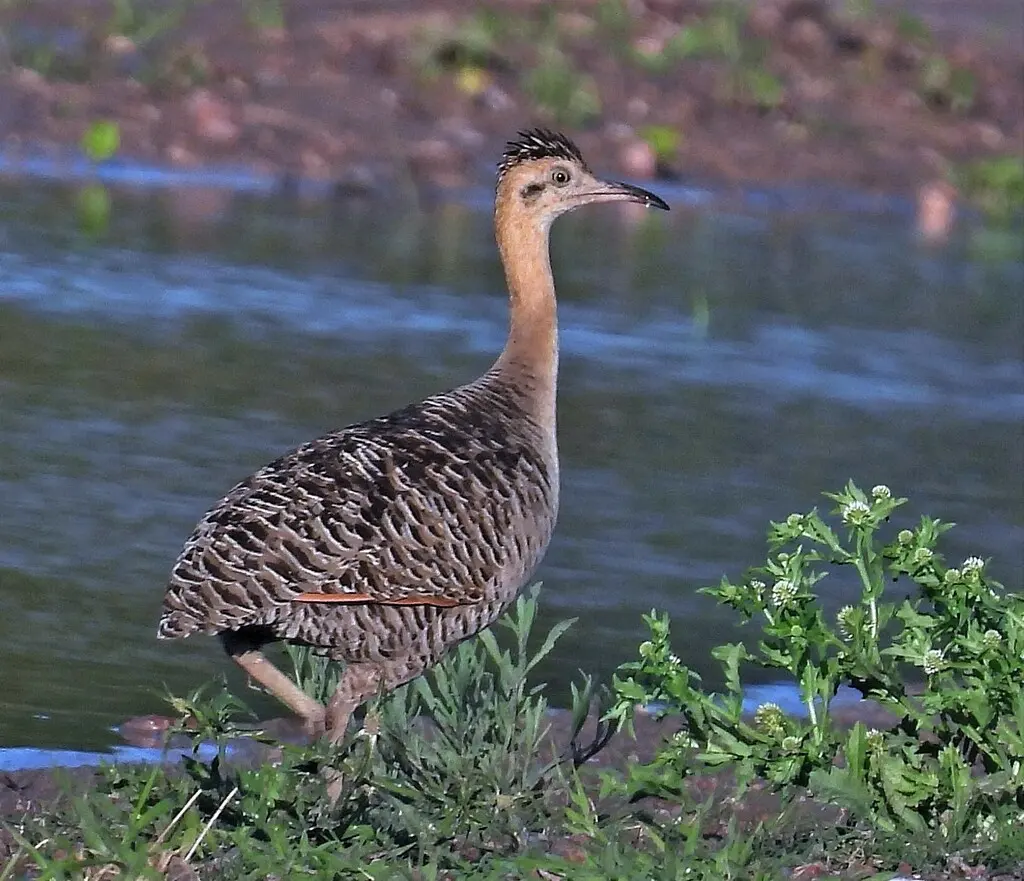 红翅䳍(Rhynchotus rufescens)