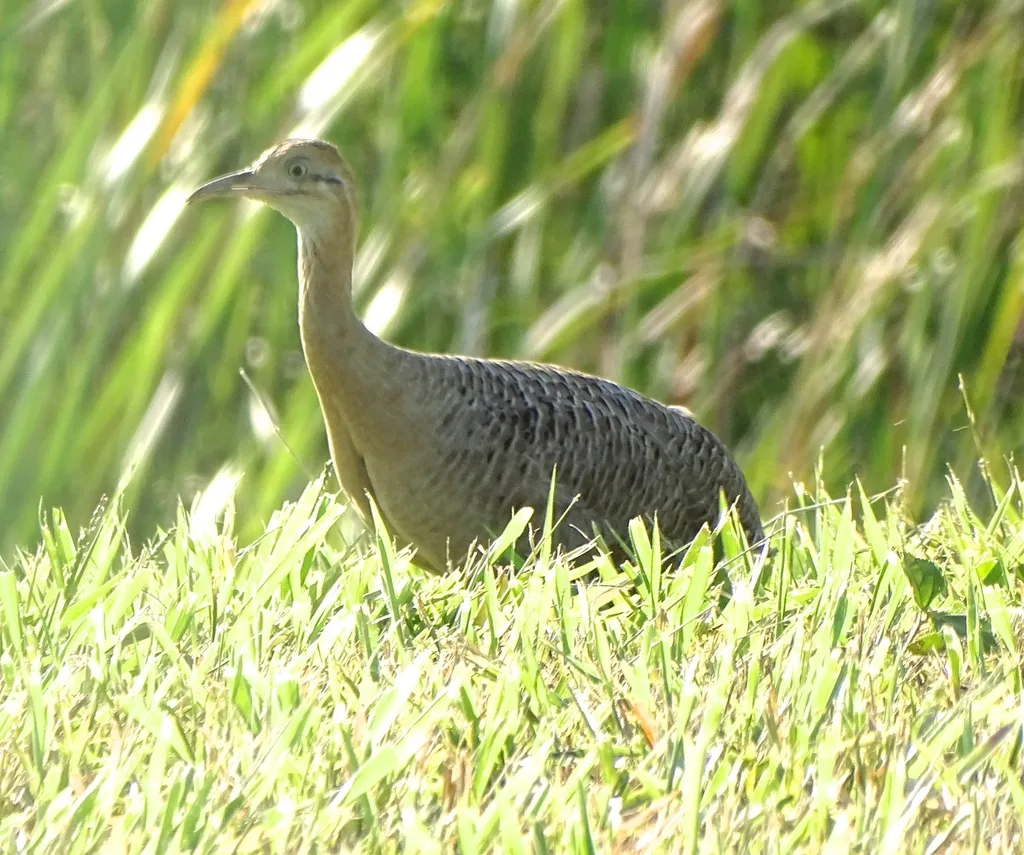 红翅䳍(Rhynchotus rufescens)