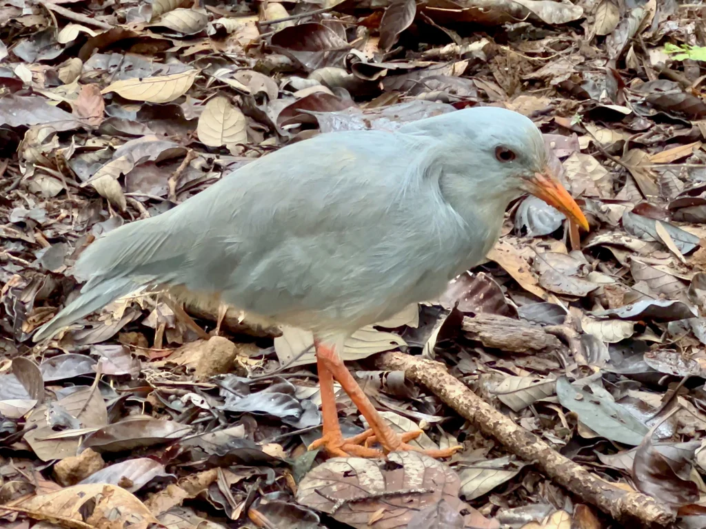 鹭鹤(Rhynochetos jubatus)
