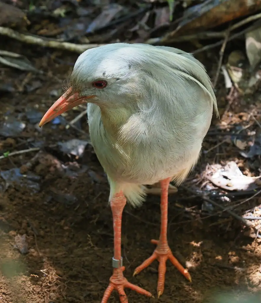 鹭鹤(Rhynochetos jubatus)