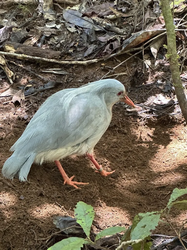 鹭鹤(Rhynochetos jubatus)