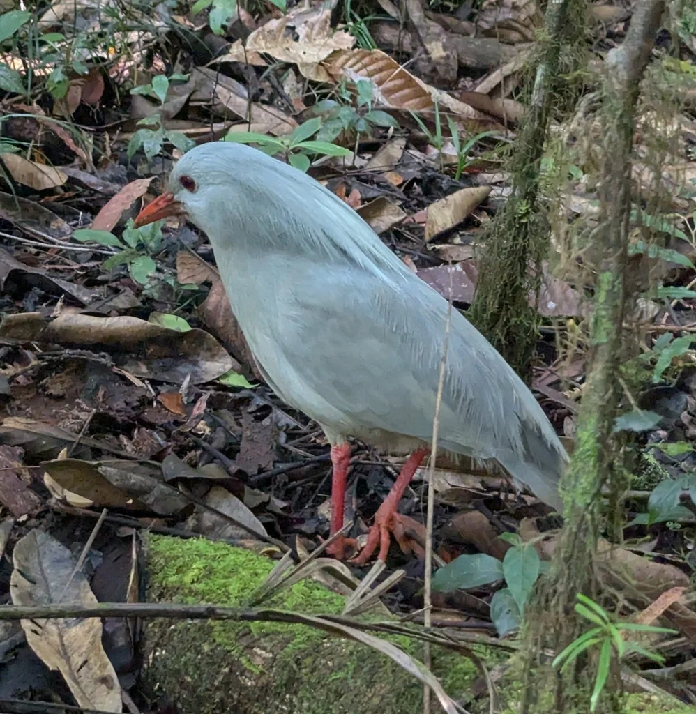 鹭鹤(Rhynochetos jubatus)