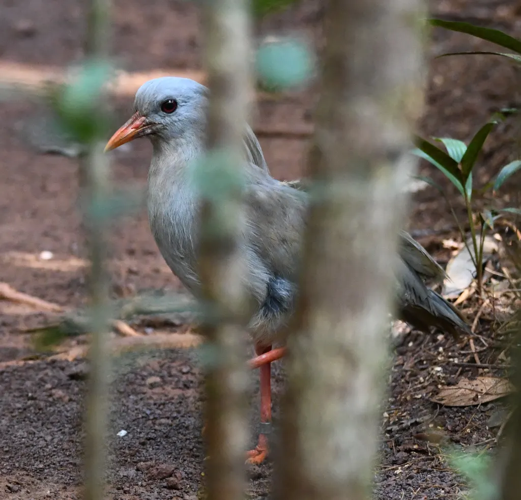 鹭鹤(Rhynochetos jubatus)