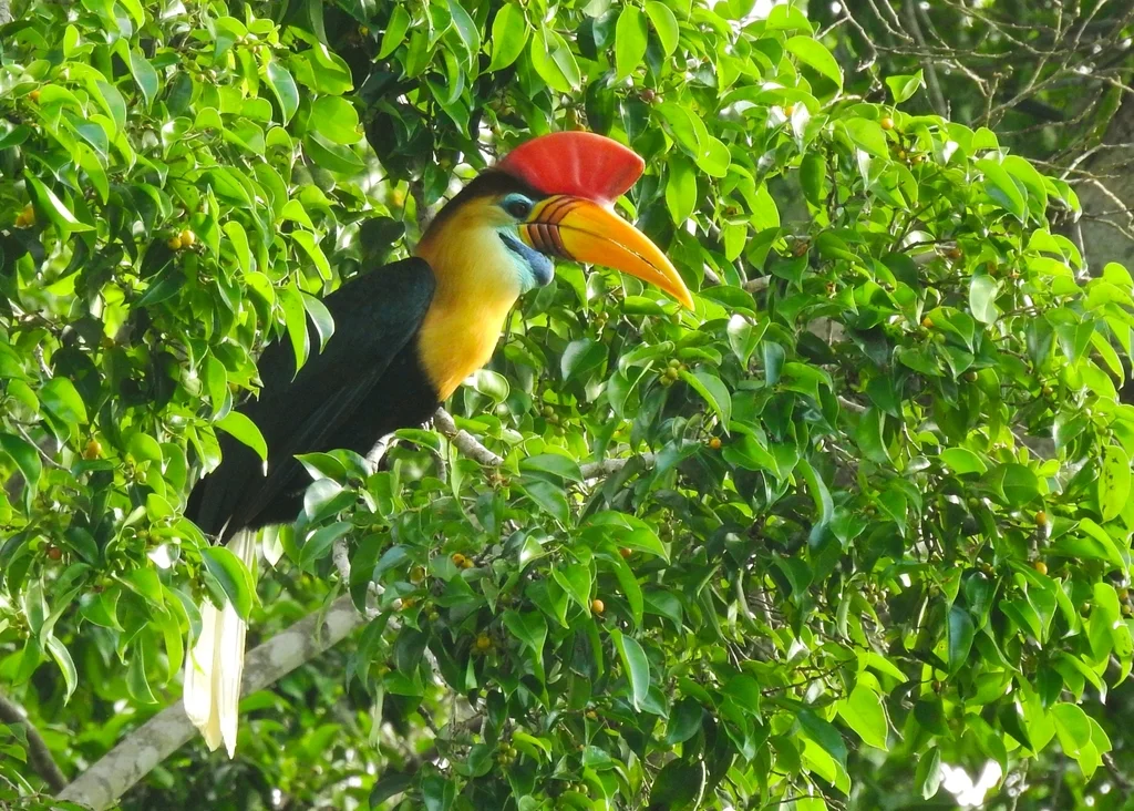 苏拉威西皱盔犀鸟(Rhyticeros cassidix)