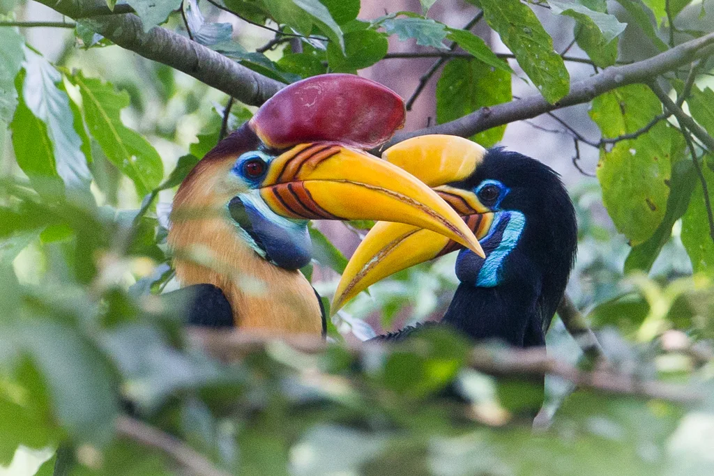 苏拉威西皱盔犀鸟(Rhyticeros cassidix)
