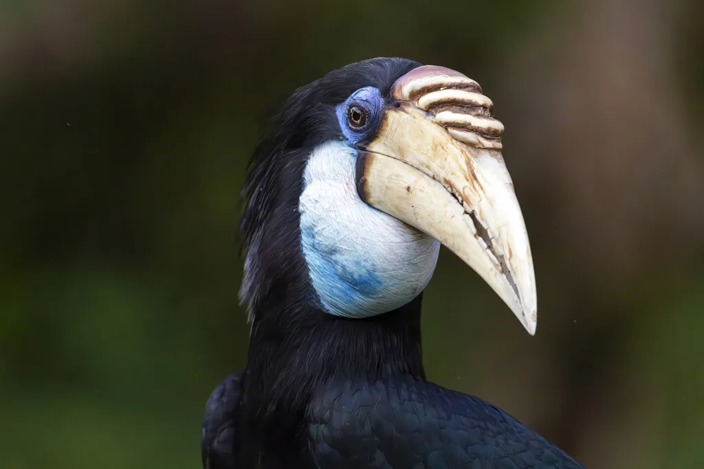 蓝喉皱盔犀鸟（Rhyticeros plicatus）