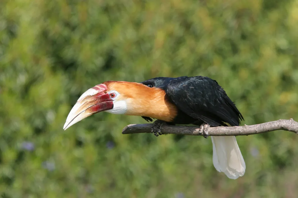 蓝喉皱盔犀鸟（Rhyticeros plicatus）