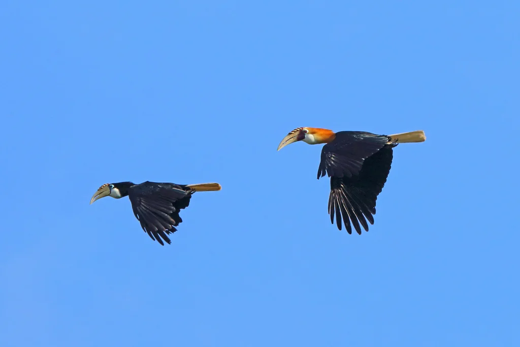 蓝喉皱盔犀鸟（Rhyticeros plicatus）
